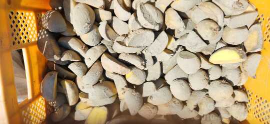     조풍씨감자 사진1