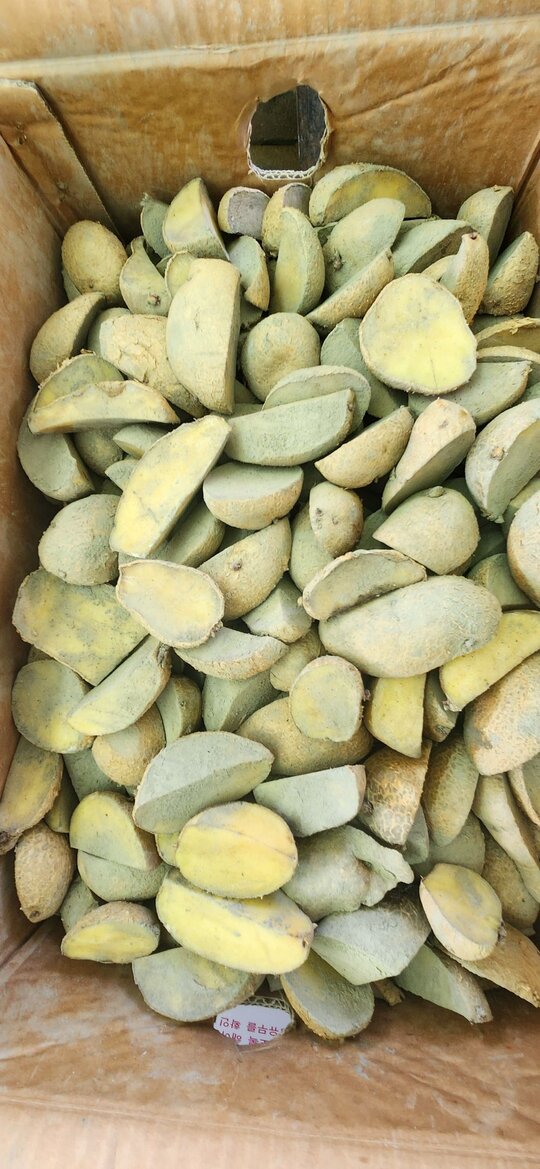 조풍감자 보급종조생감자 보급종조생감자